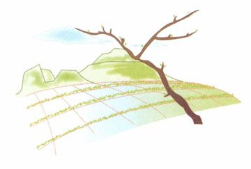 立春——助阳生发，激发生命原动力