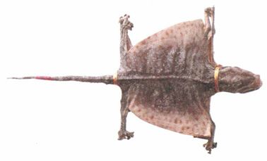 大雪——温补避寒，驱寒保暖有讲究