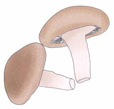 冬至——阳气初生,补肾填精不要省