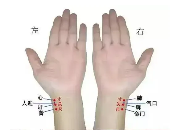入门脉诊知识详细图解!附高清把脉动图