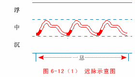 入门脉诊知识详细图解!附高清把脉动图