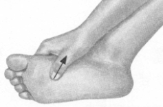 高脂血症的反射区按摩疗法