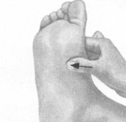 高脂血症的反射区按摩疗法