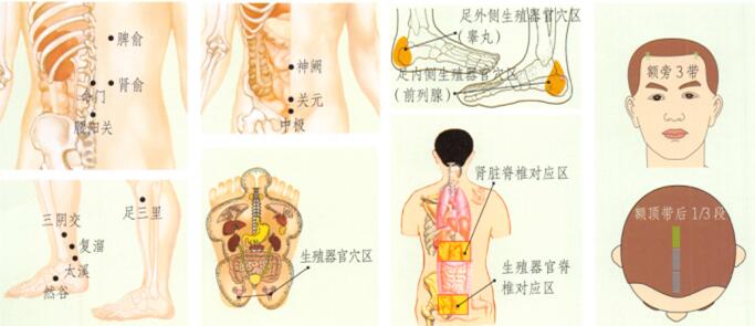 肾虚型阳痿-早泄的刮痧疗法