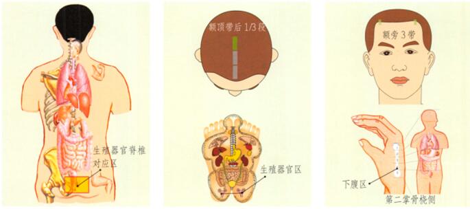 前列腺炎-前列腺肥大的刮痧疗法