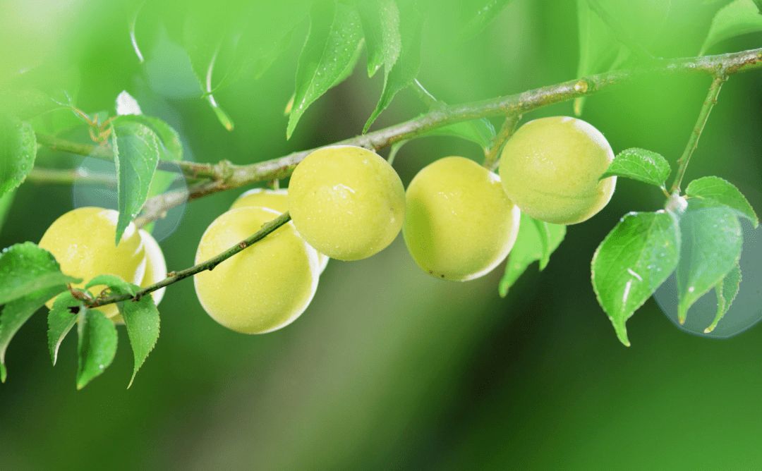 何当共饮青梅酒