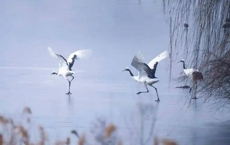 仙鹤红枣茶，日常补虚、抗疲劳全靠它