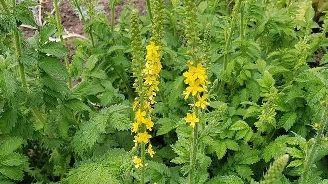 仙鹤红枣茶，日常补虚、抗疲劳全靠它