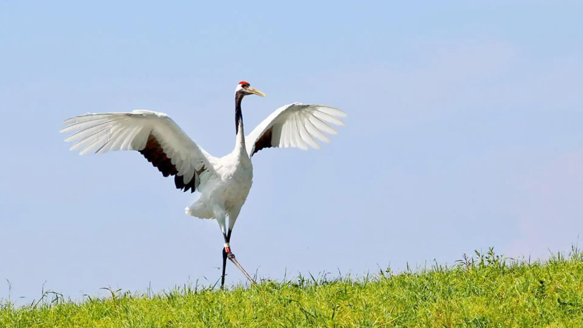 仙鹤红枣茶，日常补虚、抗疲劳全靠它