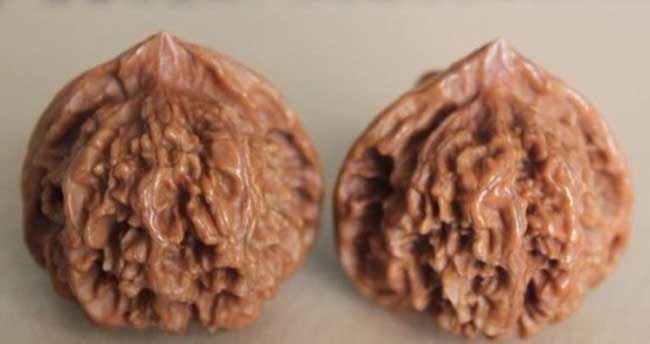 文玩核桃的种类有哪些？