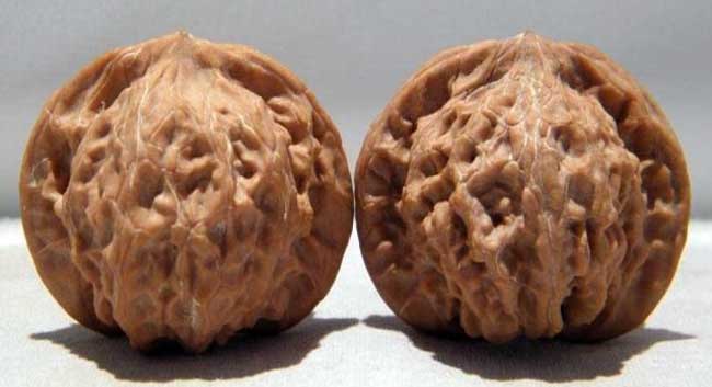 文玩核桃的种类有哪些？