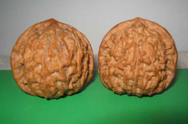 文玩核桃的种类有哪些？