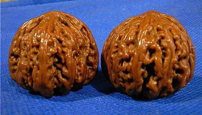 文玩核桃的种类有哪些？