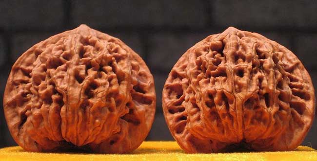 文玩核桃的种类有哪些？