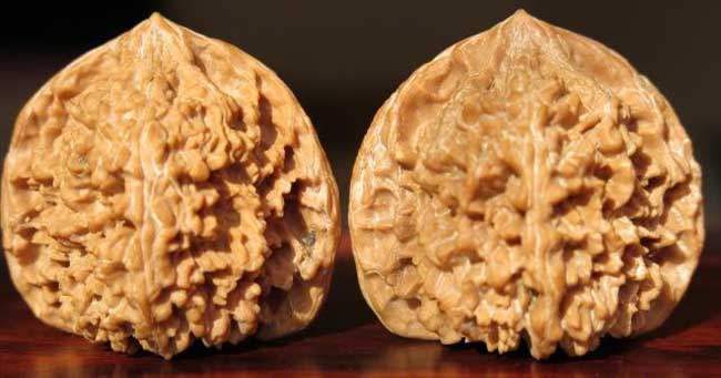 文玩核桃的种类有哪些？