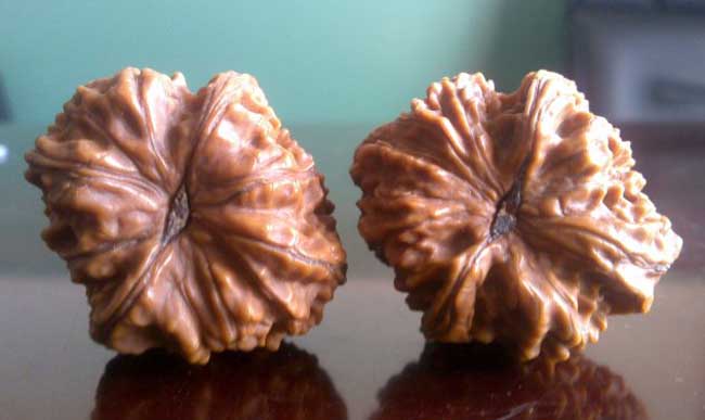 文玩核桃的种类有哪些？