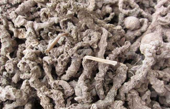 三七能治失眠吗？