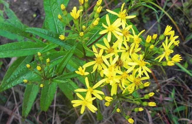 千里光治疗湿疹的用法