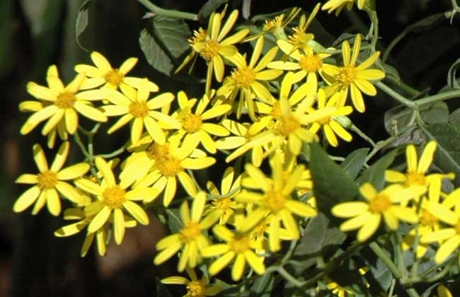 千里光治疗湿疹的用法