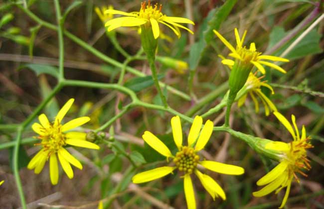 千里光治疗湿疹的用法