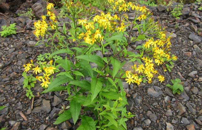 千里光治疗湿疹的用法