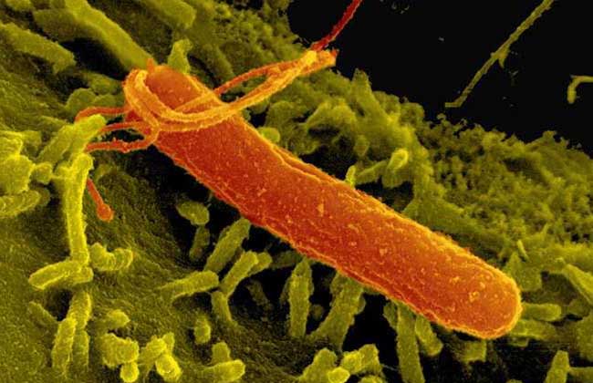 幽门螺旋杆菌会传染吗？