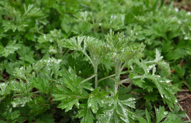 艾草泡脚治宫寒吗?