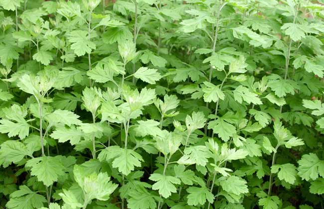 艾草泡脚治宫寒吗?