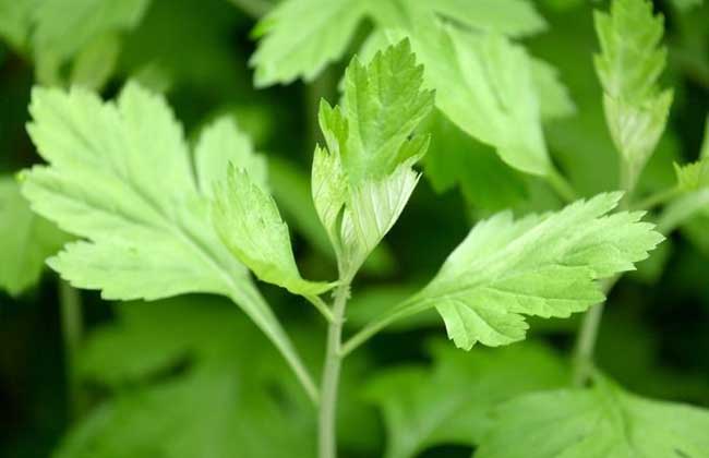 艾草泡脚治宫寒吗?