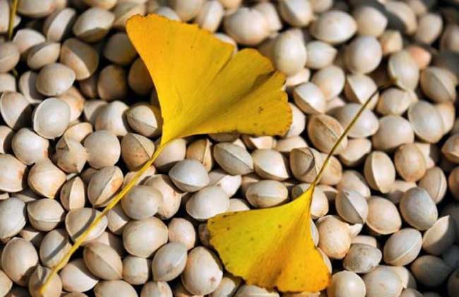 白果治痤疮效果怎么样？