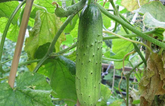 吃什么蔬菜能降血糖？