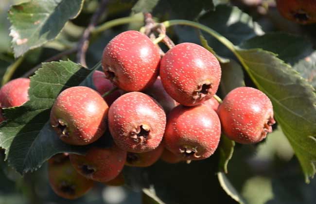 脂肪肝吃什么食物好？