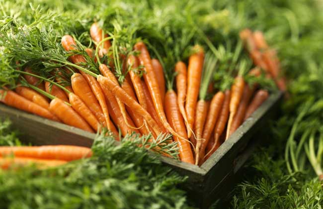 脂肪肝吃什么食物好？