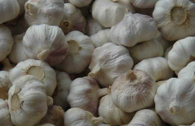 脂肪肝吃什么食物好？