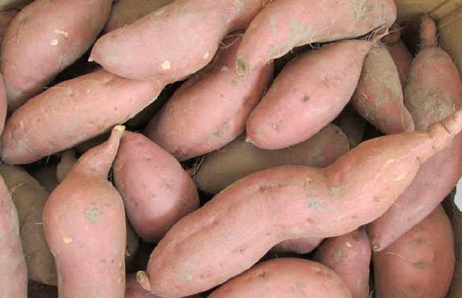 脂肪肝吃什么食物好？