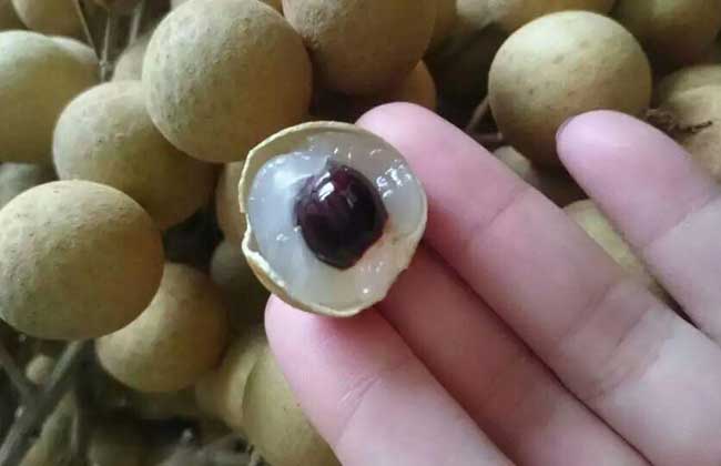 龙眼一天吃多少合适？