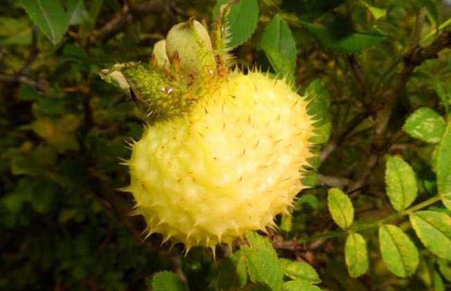 刺梨泡酒有什么功效？