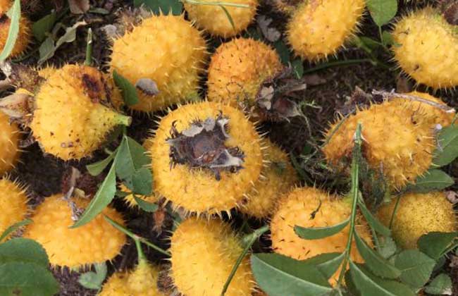 刺梨泡酒有什么功效？