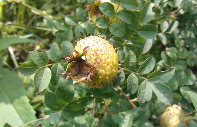 刺梨泡酒有什么功效？
