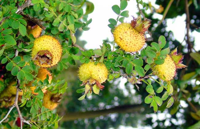 刺梨泡酒有什么功效？