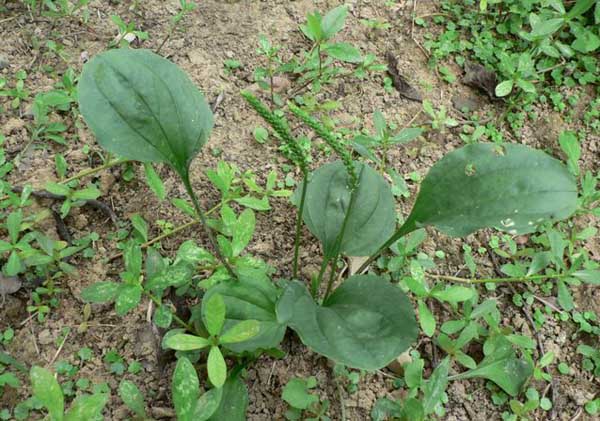 车前草的功效与作用及食用方法