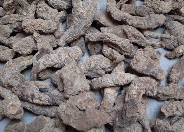 地黄根的作用有哪些?