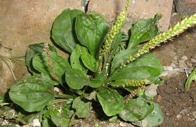 车前草的功效与作用及食用方法