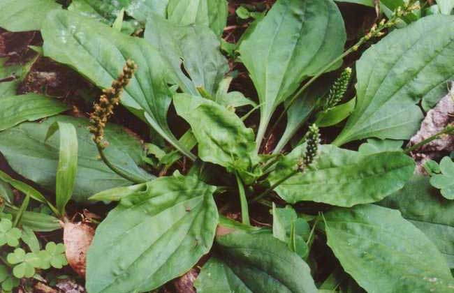 车前草的功效与作用及食用方法