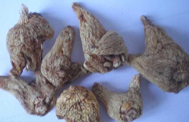 白芨粉的功效与作用及禁忌