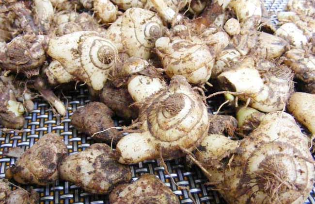 白芨粉的功效与作用及禁忌