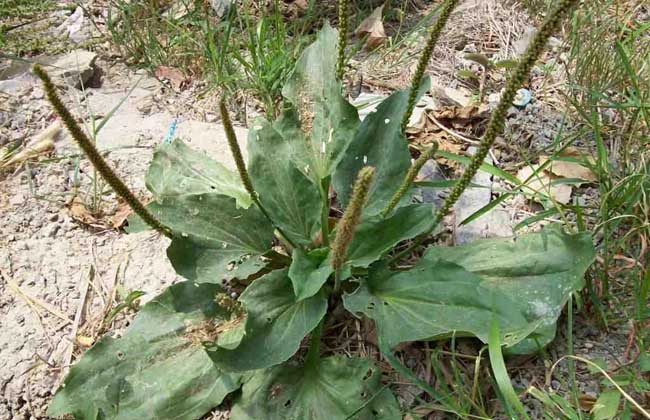 车前草的副作用有哪些？