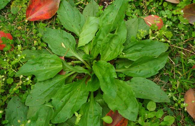 车前草的副作用有哪些？