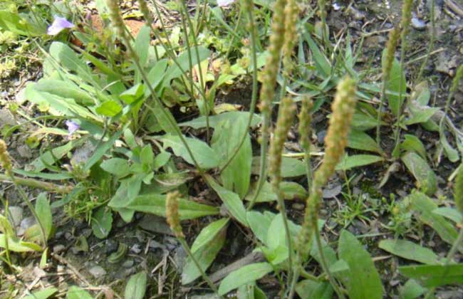 车前草的副作用有哪些？