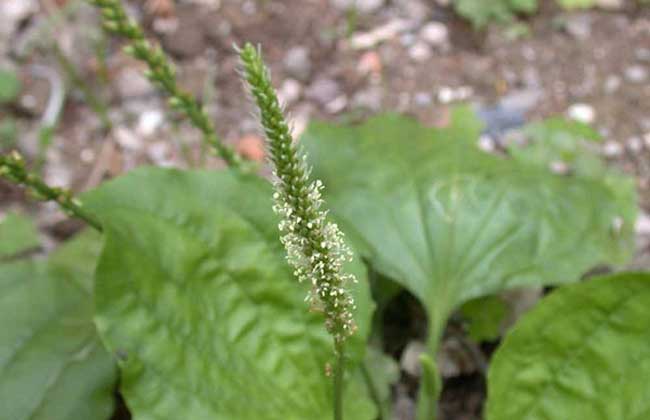 车前草能治结石吗?